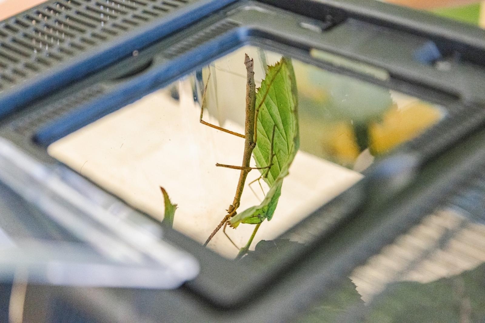 Zdjęcie w galerii na portalu naszwodzislaw.com: W wodzisławskiej SP 2 otwarto Zieloną Pracownię [FOTO] wiadomości z regionu