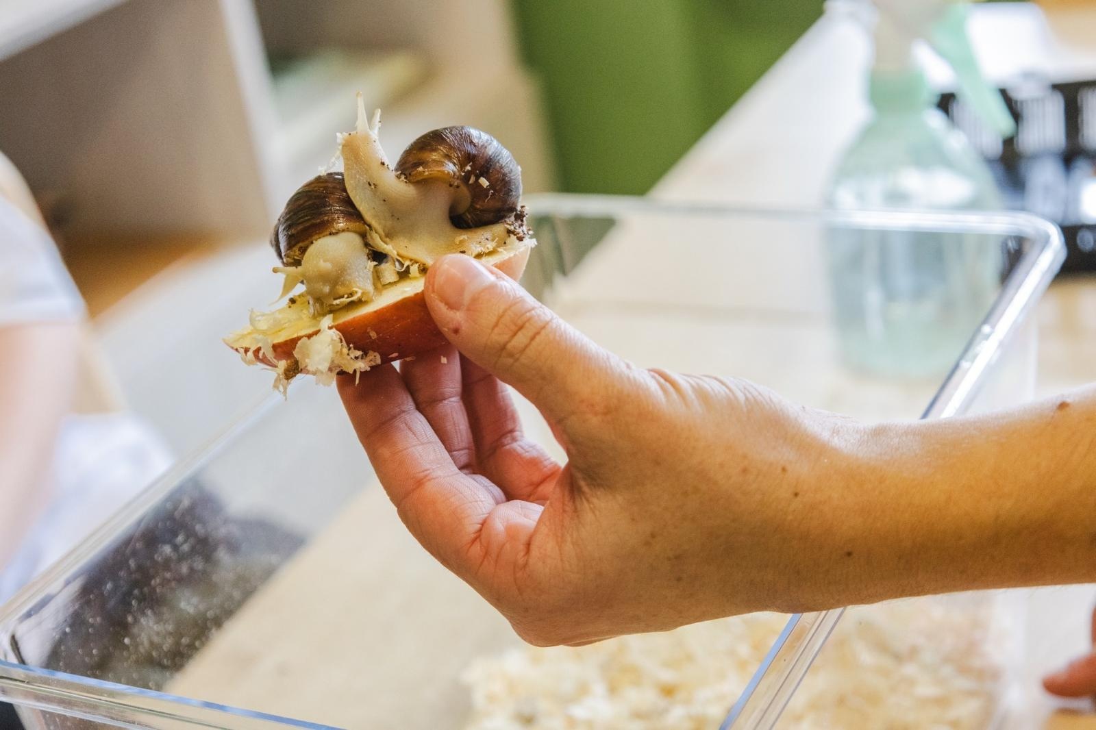 Zdjęcie w galerii na portalu naszwodzislaw.com: W wodzisławskiej SP 2 otwarto Zieloną Pracownię [FOTO] wiadomości z regionu