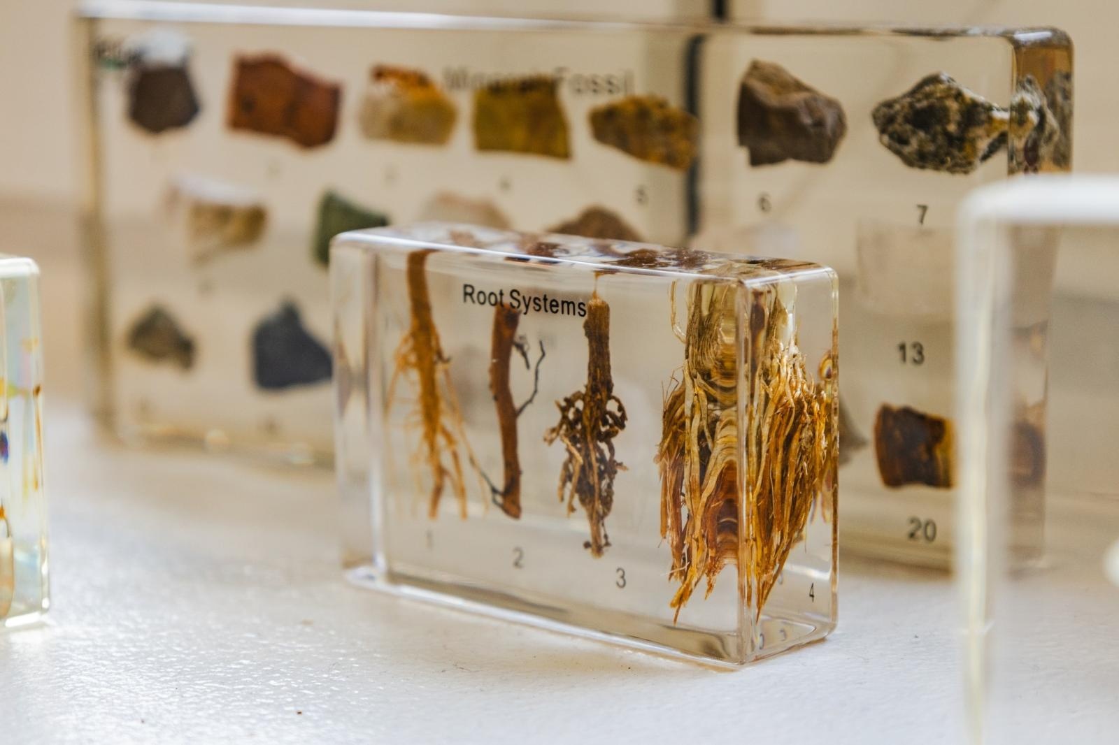 Zdjęcie w galerii na portalu naszwodzislaw.com: W wodzisławskiej SP 2 otwarto Zieloną Pracownię [FOTO] wiadomości z regionu