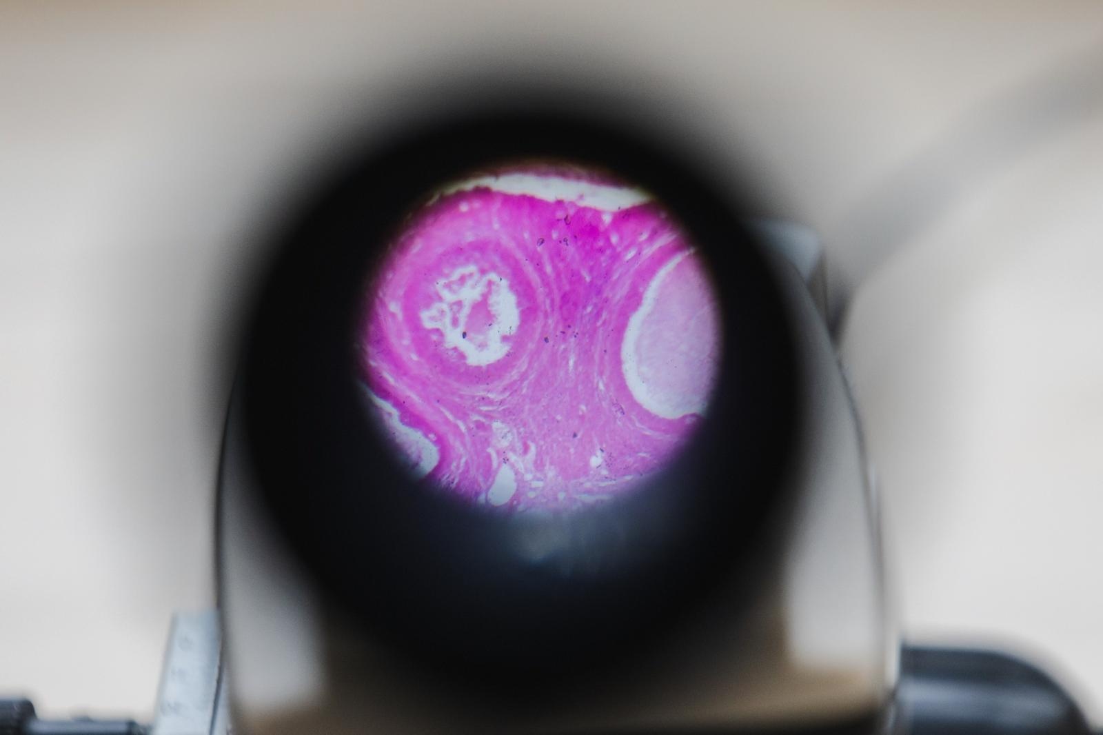 Zdjęcie w galerii na portalu naszwodzislaw.com: W wodzisławskiej SP 2 otwarto Zieloną Pracownię [FOTO] wiadomości z regionu