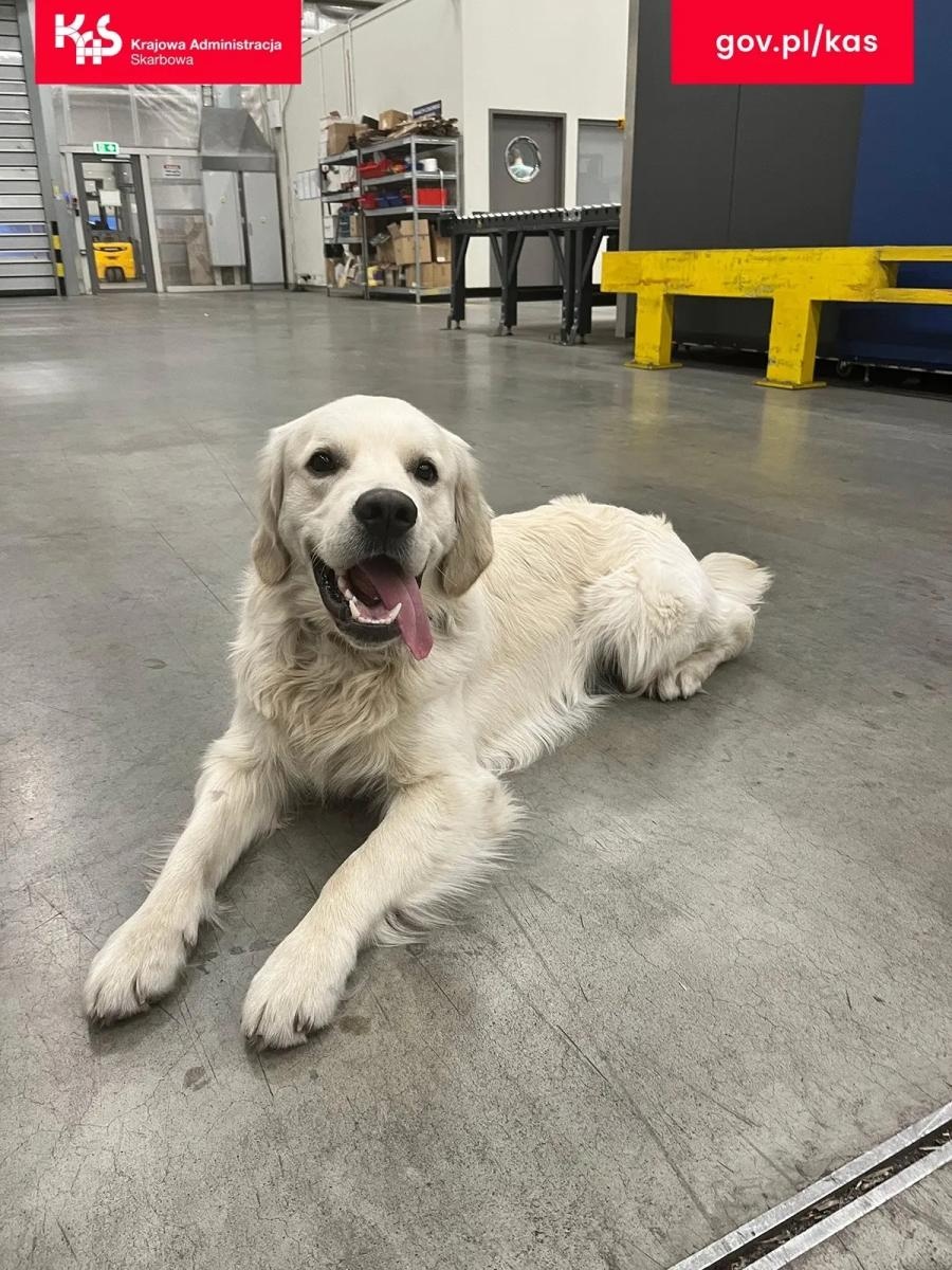 Zdjęcie w galerii na portalu naszwodzislaw.com: KAS kontroluje przesyłki pocztowe. W jednej z nich pies Kodi znalazł marihuanę wiadomości z regionu