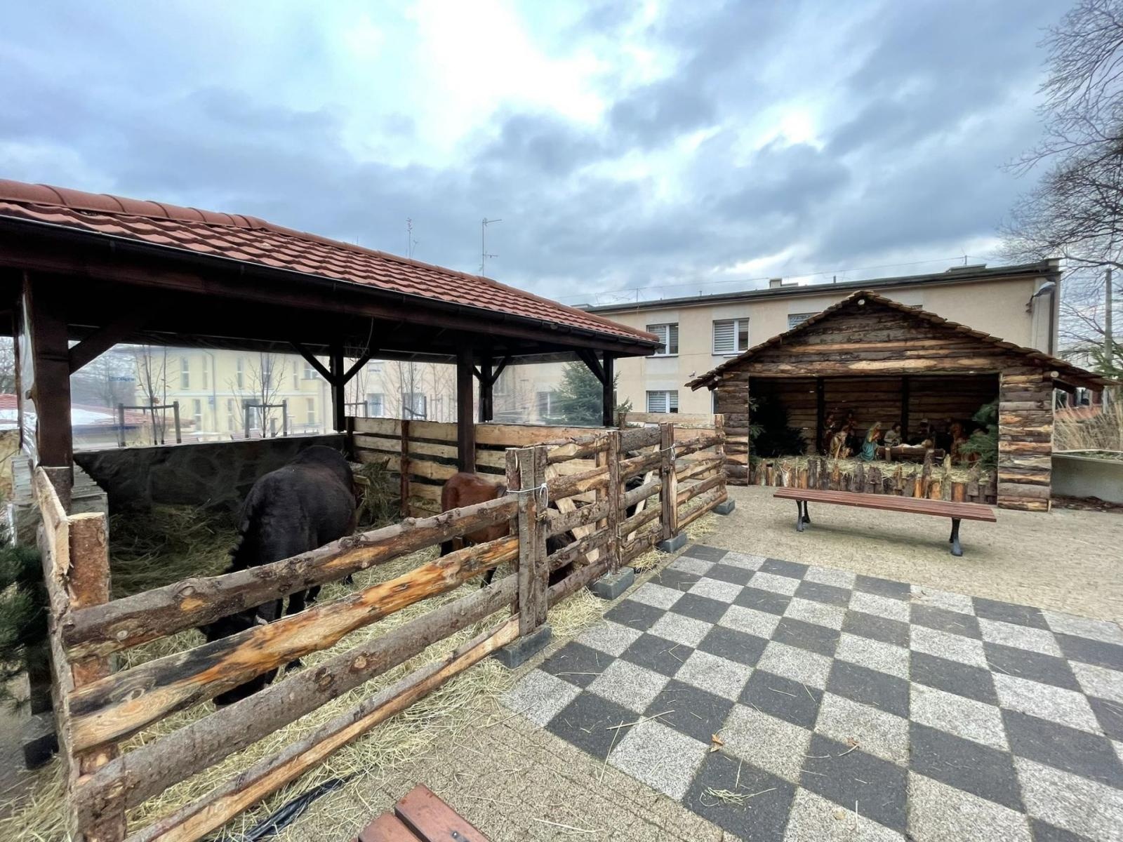 Zdjęcie w galerii na portalu naszwodzislaw.com: Odwiedź Lucynkę i Svena. Żywa stajenka w Wodzisławiu Śląskim wiadomości z regionu