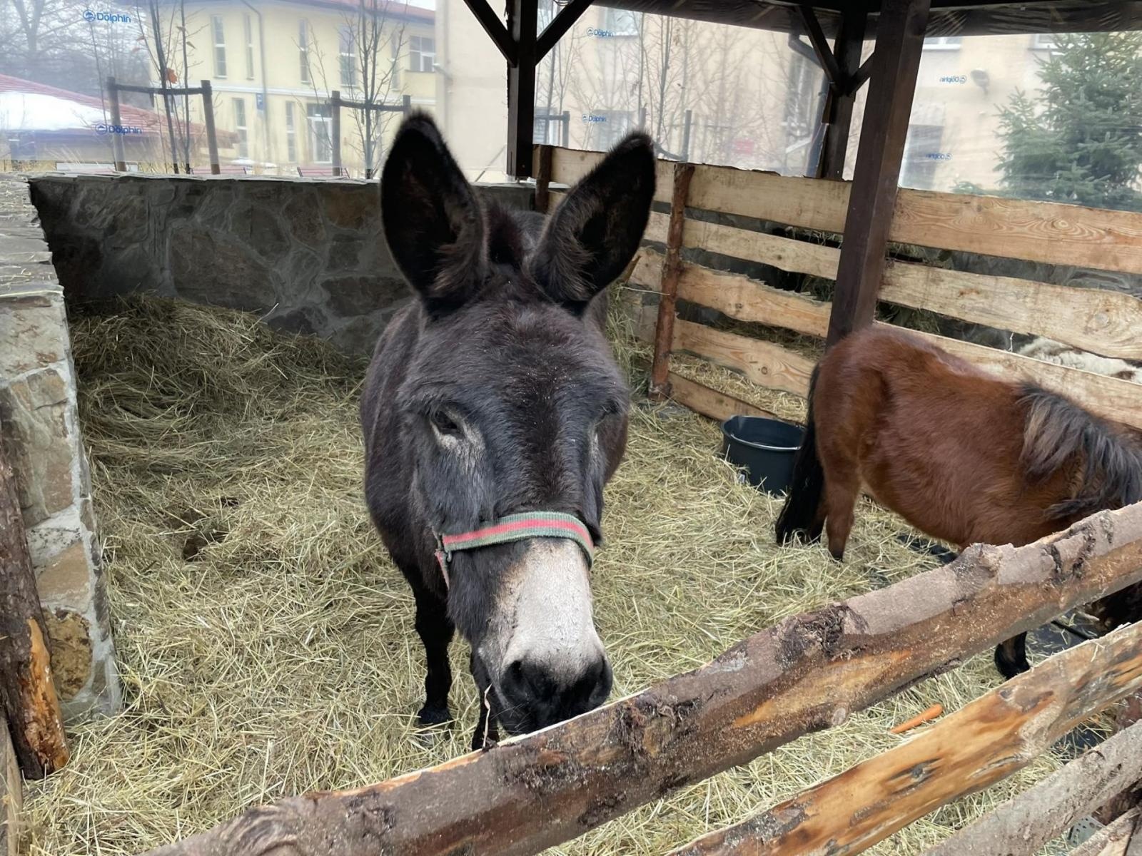 Zdjęcie w galerii na portalu naszwodzislaw.com: Odwiedź Lucynkę i Svena. Żywa stajenka w Wodzisławiu Śląskim wiadomości z regionu