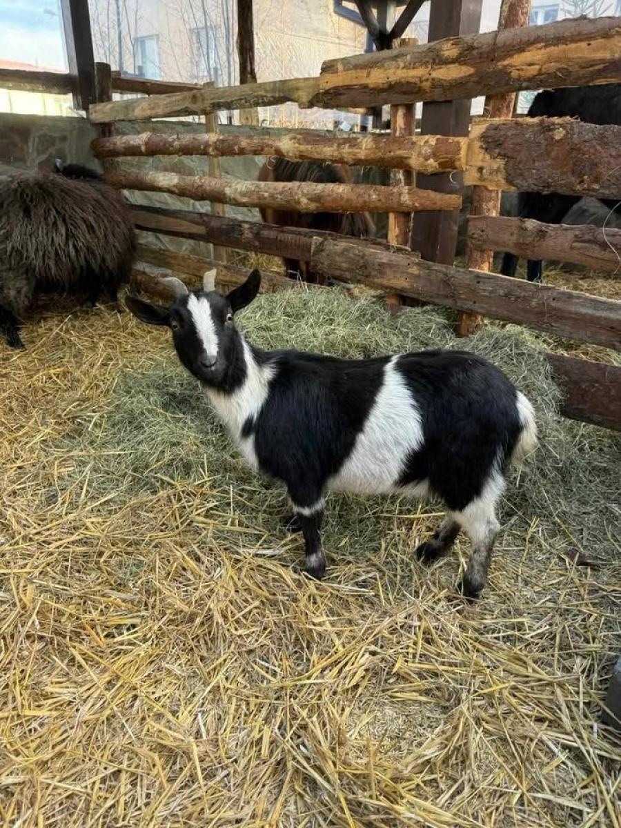 Zdjęcie w galerii na portalu naszwodzislaw.com: Odwiedź Lucynkę i Svena. Żywa stajenka w Wodzisławiu Śląskim wiadomości z regionu