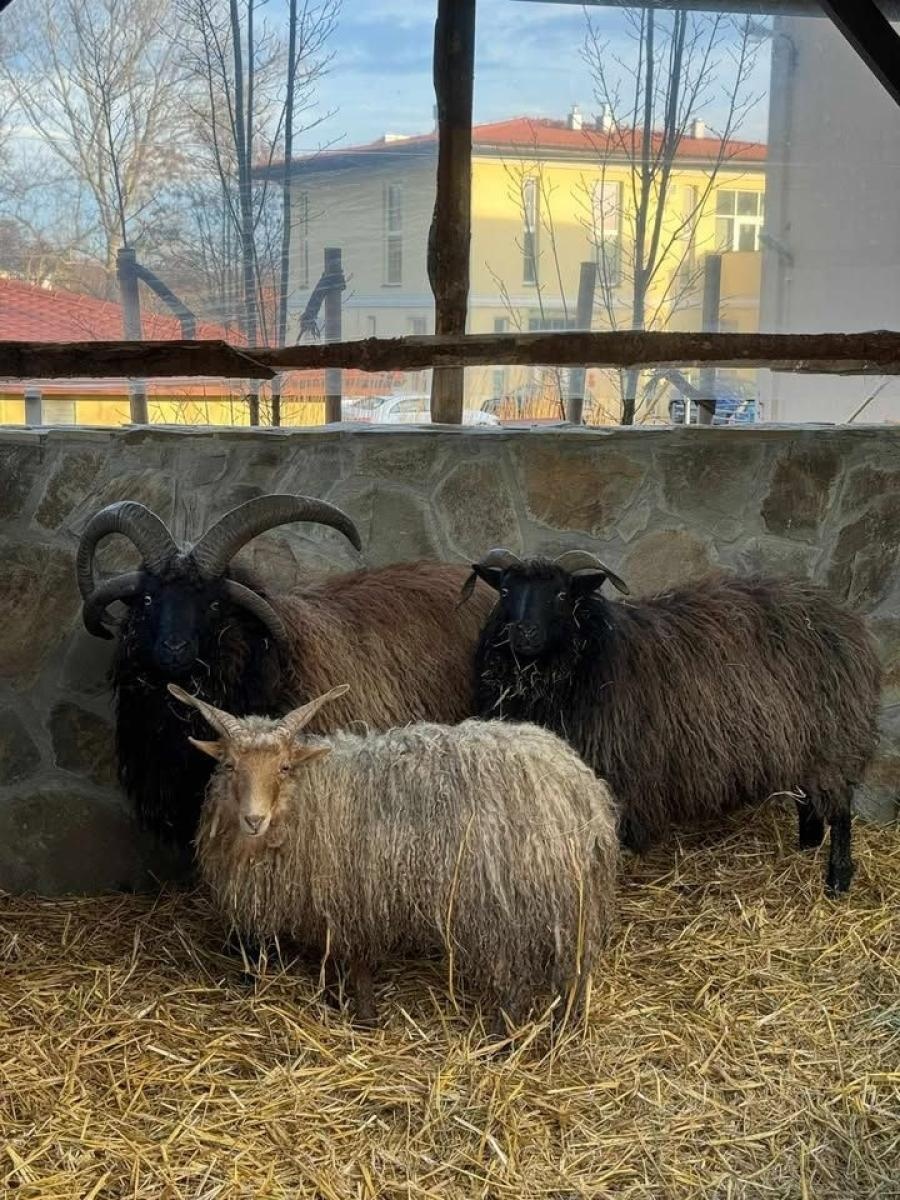 Zdjęcie w galerii na portalu naszwodzislaw.com: Odwiedź Lucynkę i Svena. Żywa stajenka w Wodzisławiu Śląskim wiadomości z regionu