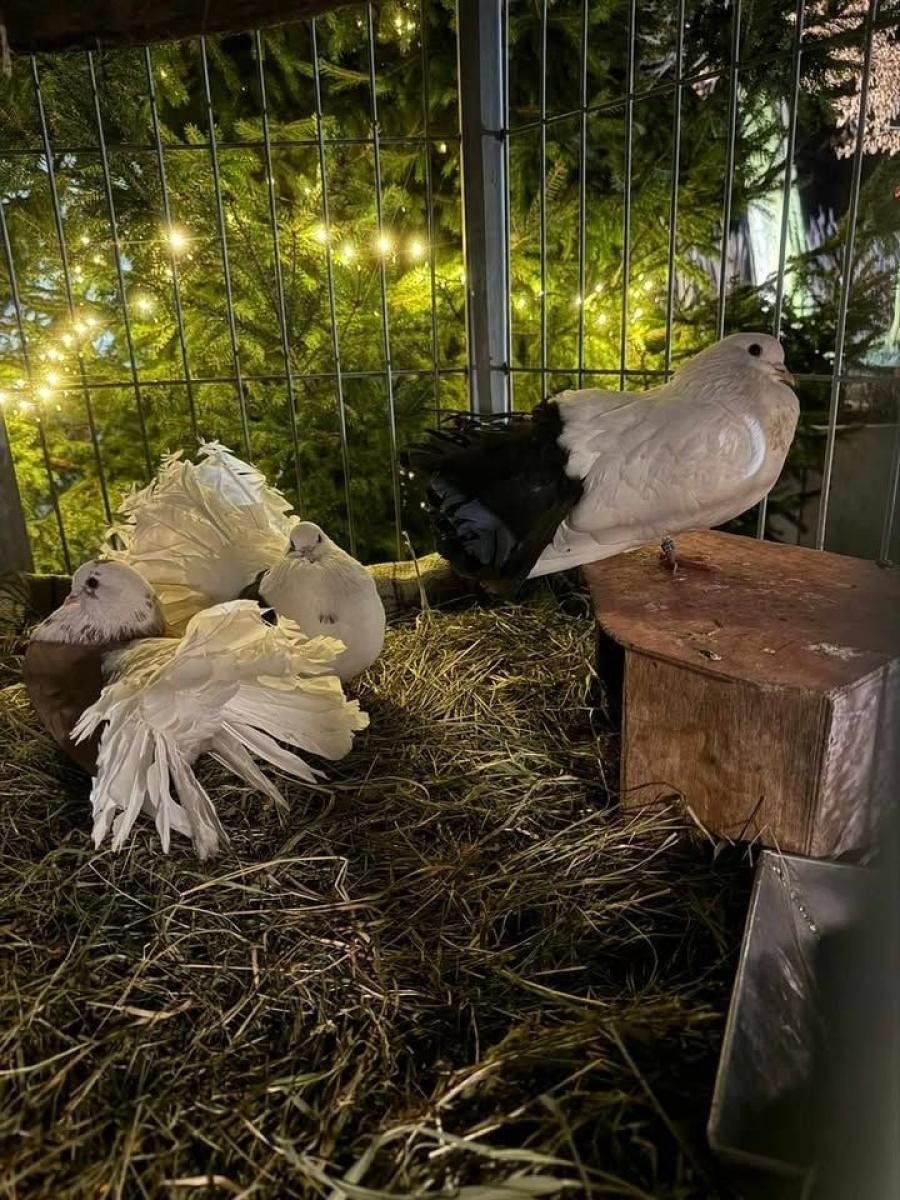 Zdjęcie w galerii na portalu naszwodzislaw.com: Odwiedź Lucynkę i Svena. Żywa stajenka w Wodzisławiu Śląskim wiadomości z regionu