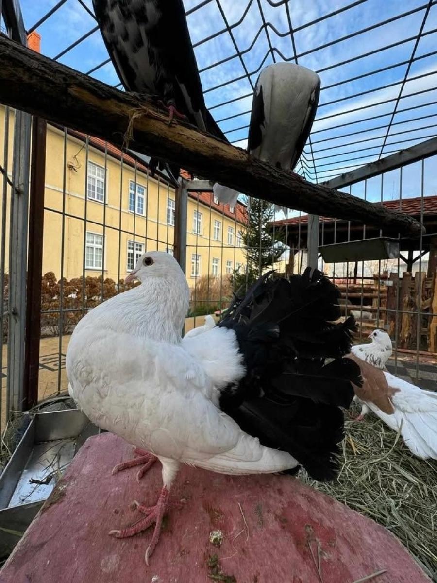 Zdjęcie w galerii na portalu naszwodzislaw.com: Odwiedź Lucynkę i Svena. Żywa stajenka w Wodzisławiu Śląskim wiadomości z regionu