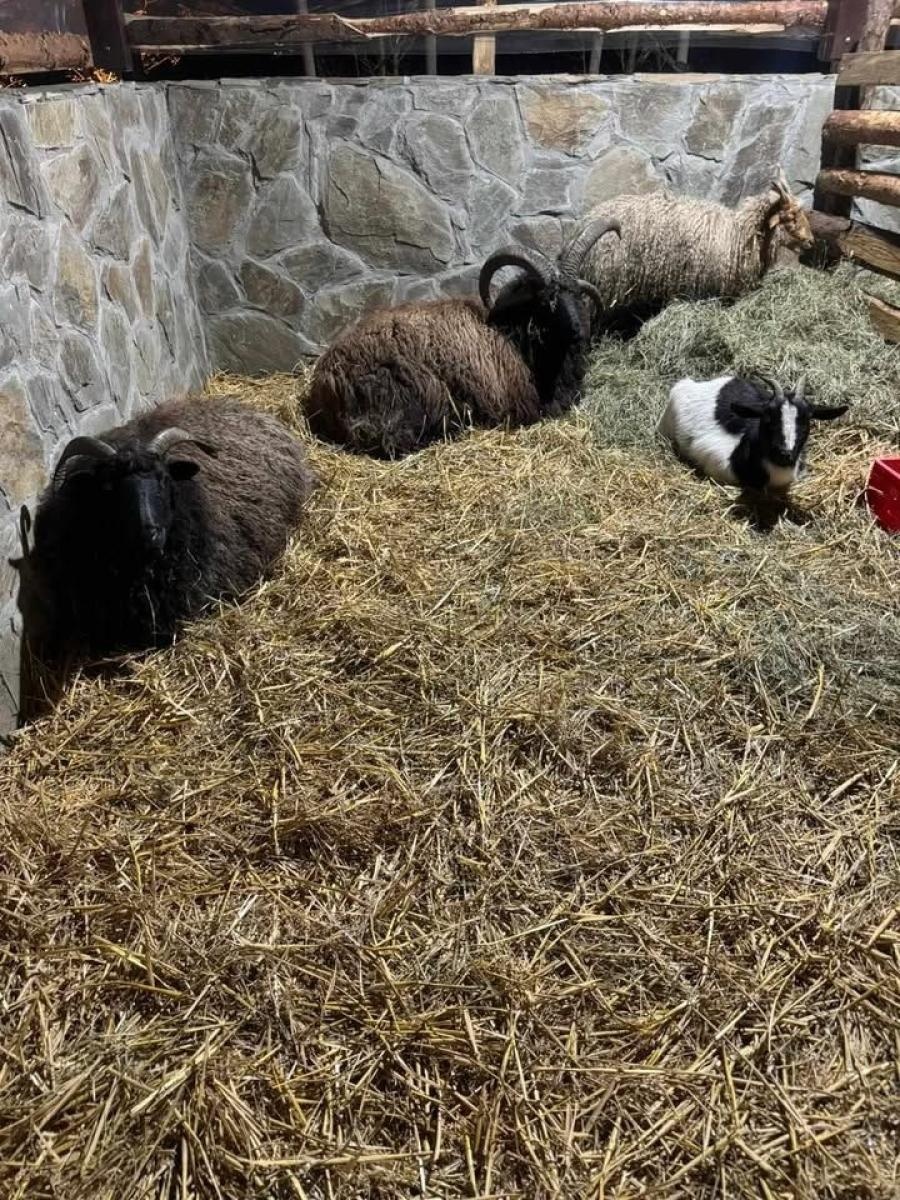 Zdjęcie w galerii na portalu naszwodzislaw.com: Odwiedź Lucynkę i Svena. Żywa stajenka w Wodzisławiu Śląskim wiadomości z regionu