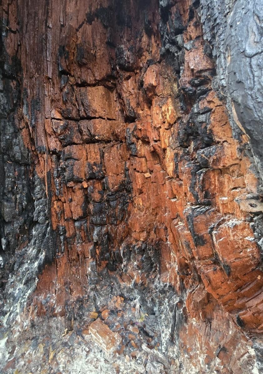 Zdjęcie w galerii na portalu naszwodzislaw.com: Dąb w Rodzinnym Parku Rozrywki padł ofiarą podpalaczy już po raz drugi wiadomości z regionu