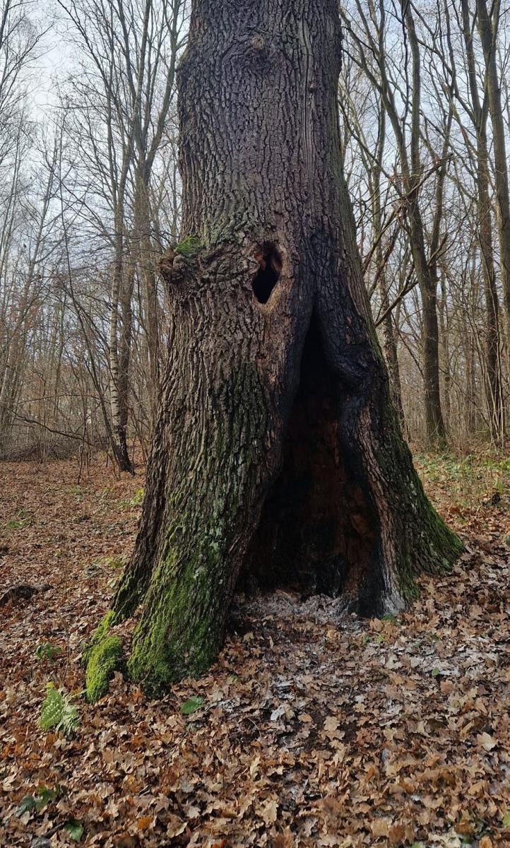 Zdjęcie w galerii na portalu naszwodzislaw.com: Dąb w Rodzinnym Parku Rozrywki padł ofiarą podpalaczy już po raz drugi wiadomości z regionu