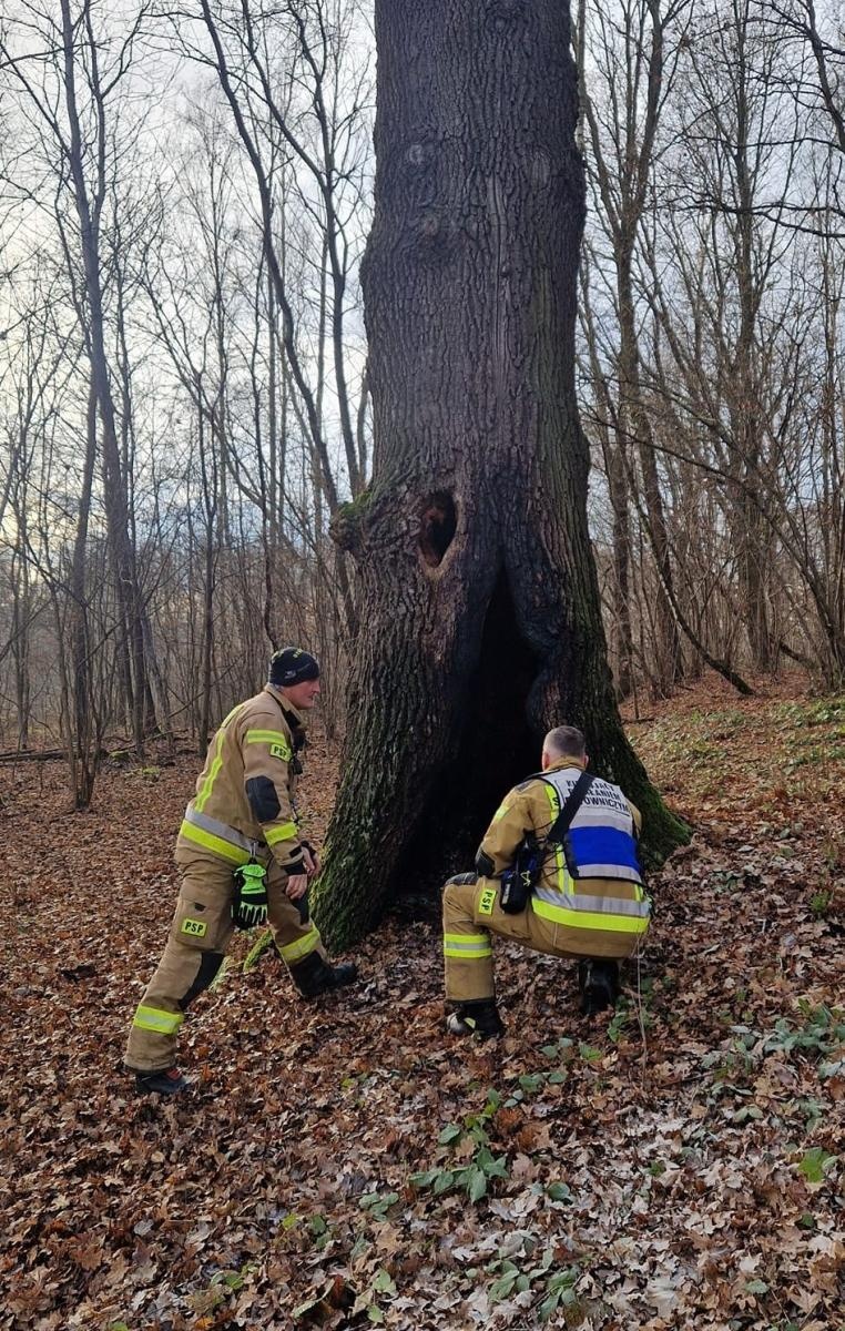 Zdjęcie w galerii na portalu naszwodzislaw.com: Dąb w Rodzinnym Parku Rozrywki padł ofiarą podpalaczy już po raz drugi wiadomości z regionu