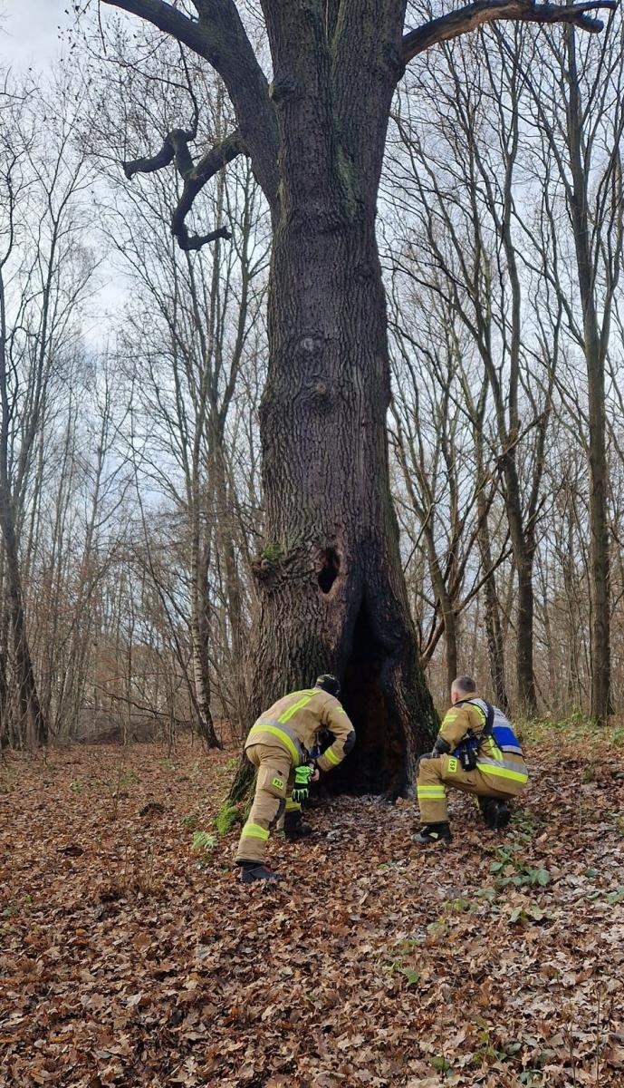 Zdjęcie w galerii na portalu naszwodzislaw.com: Dąb w Rodzinnym Parku Rozrywki padł ofiarą podpalaczy już po raz drugi wiadomości z regionu
