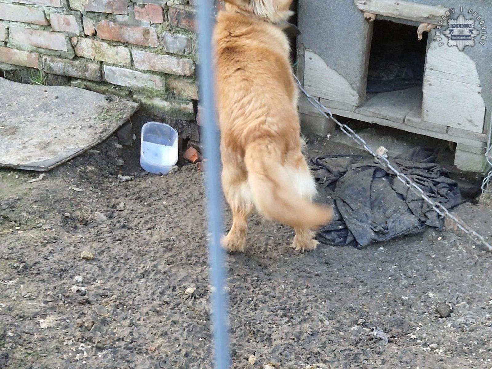 Zdjęcie w galerii na portalu naszwodzislaw.com: 51-latka znęcała się nad psem. Postawiono jej zarzuty wiadomości z regionu