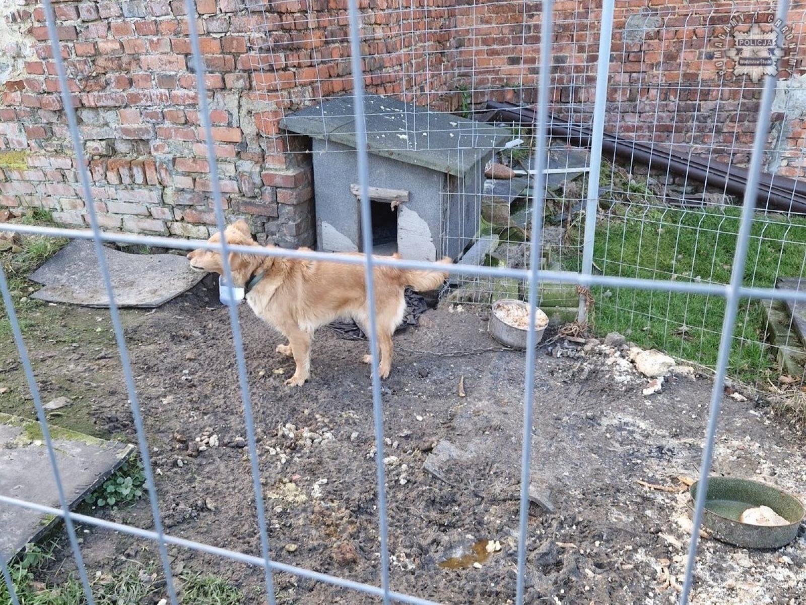 Zdjęcie w galerii na portalu naszwodzislaw.com: 51-latka znęcała się nad psem. Postawiono jej zarzuty wiadomości z regionu