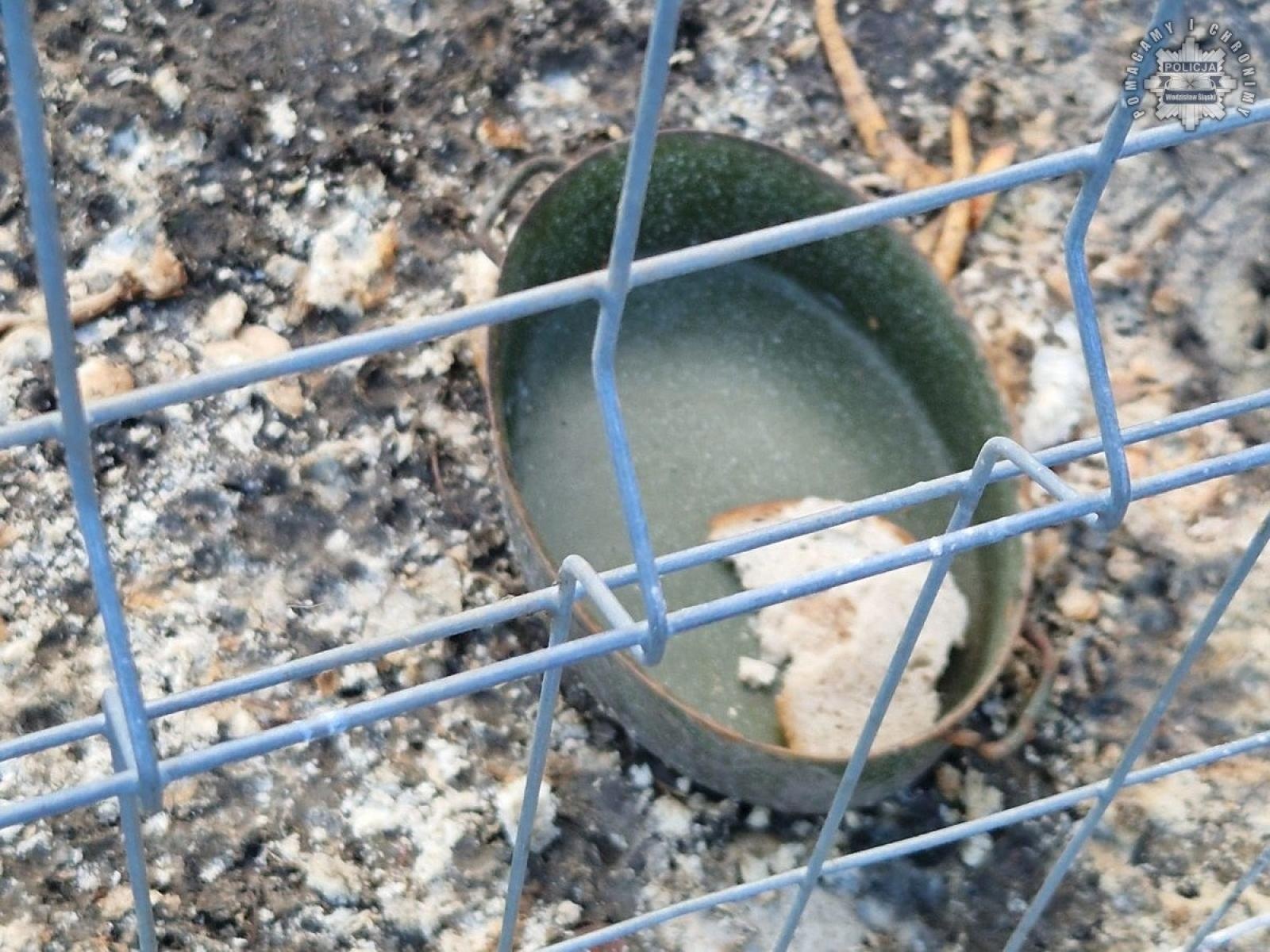 Zdjęcie w galerii na portalu naszwodzislaw.com: 51-latka znęcała się nad psem. Postawiono jej zarzuty wiadomości z regionu