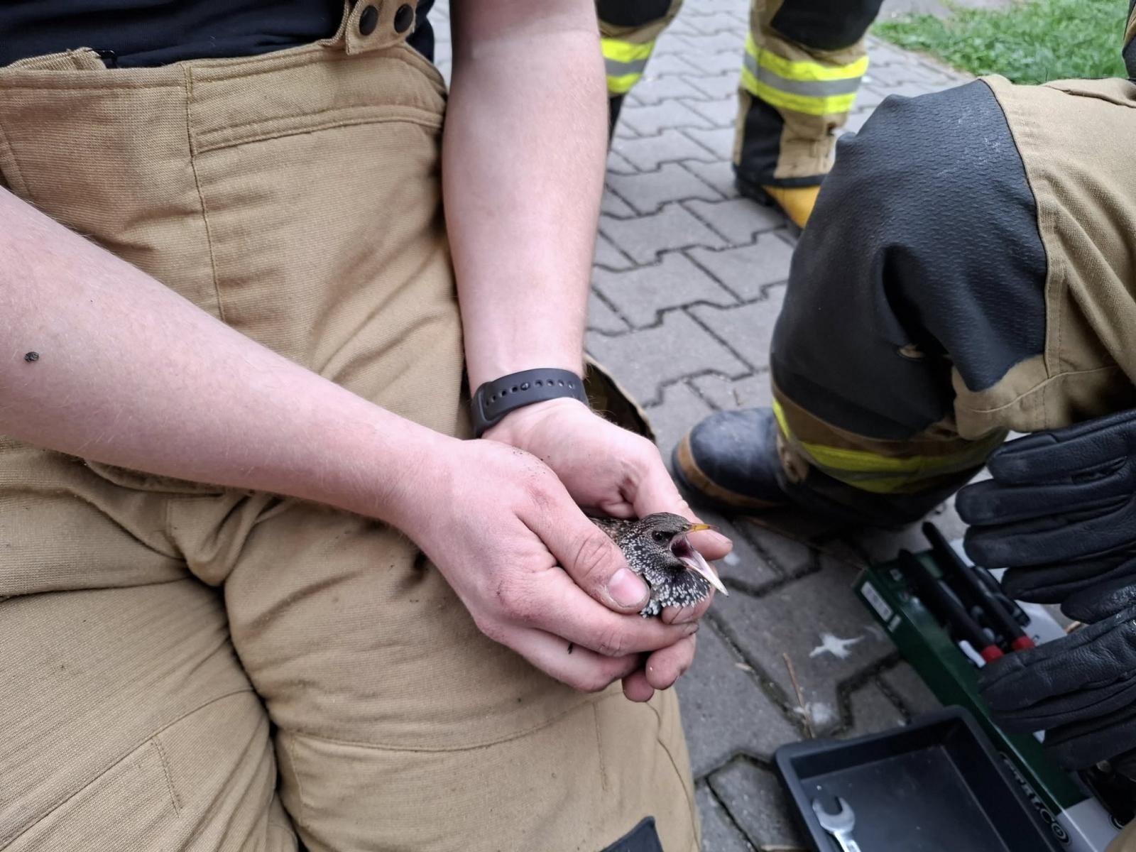 Zdjęcie w galerii na portalu naszwodzislaw.com: Strażacy z Mszany uratowali szpaka uwięzionego w rynnie wiadomości z regionu