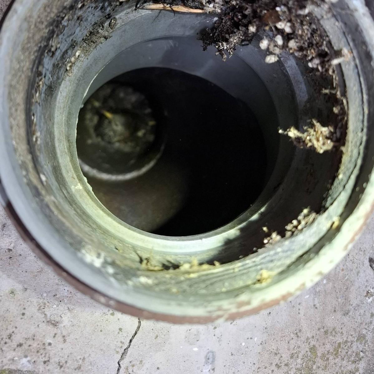 Zdjęcie w galerii na portalu naszwodzislaw.com: Strażacy z Mszany uratowali szpaka uwięzionego w rynnie wiadomości z regionu