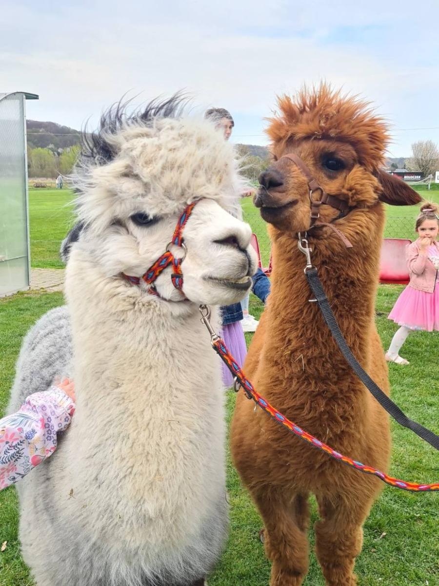 Zdjęcie w galerii na portalu naszwodzislaw.com: W Bełsznicy szukali wielkanocnego zająca [FOTO] wiadomości z regionu