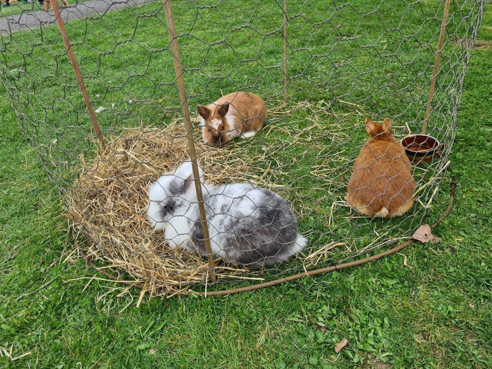 Zdjęcie w galerii na portalu naszwodzislaw.com: W Bełsznicy szukali wielkanocnego zająca [FOTO] wiadomości z regionu