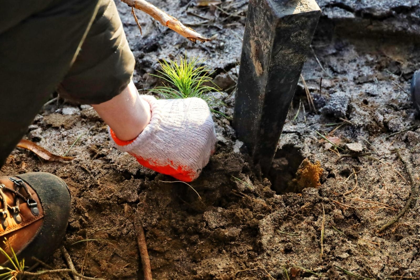 Zdjęcie w galerii na portalu naszwodzislaw.com: Lasy na nowe 100-lecie – leśnicy sadzą pół miliarda drzew rocznie wiadomości z regionu