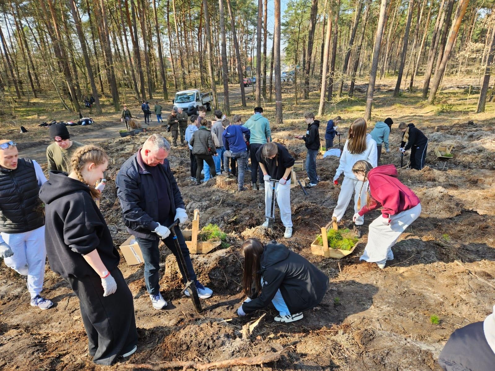 Zdjęcie w galerii na portalu naszwodzislaw.com: Lasy na nowe 100-lecie – leśnicy sadzą pół miliarda drzew rocznie wiadomości z regionu