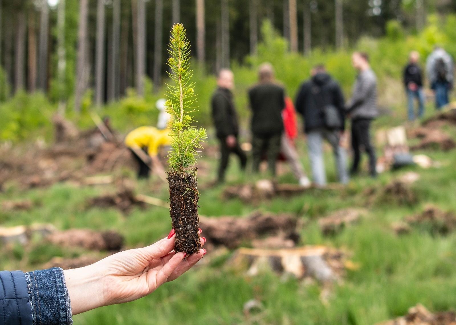 Zdjęcie w galerii na portalu naszwodzislaw.com: Lasy na nowe 100-lecie – leśnicy sadzą pół miliarda drzew rocznie wiadomości z regionu