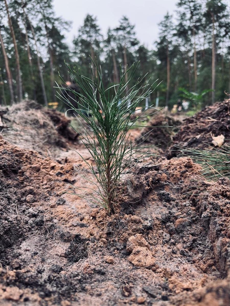 Zdjęcie w galerii na portalu naszwodzislaw.com: Lasy na nowe 100-lecie – leśnicy sadzą pół miliarda drzew rocznie wiadomości z regionu