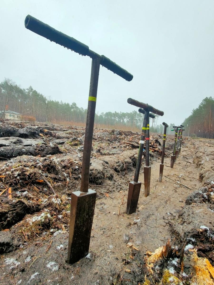 Zdjęcie w galerii na portalu naszwodzislaw.com: Lasy na nowe 100-lecie – leśnicy sadzą pół miliarda drzew rocznie wiadomości z regionu