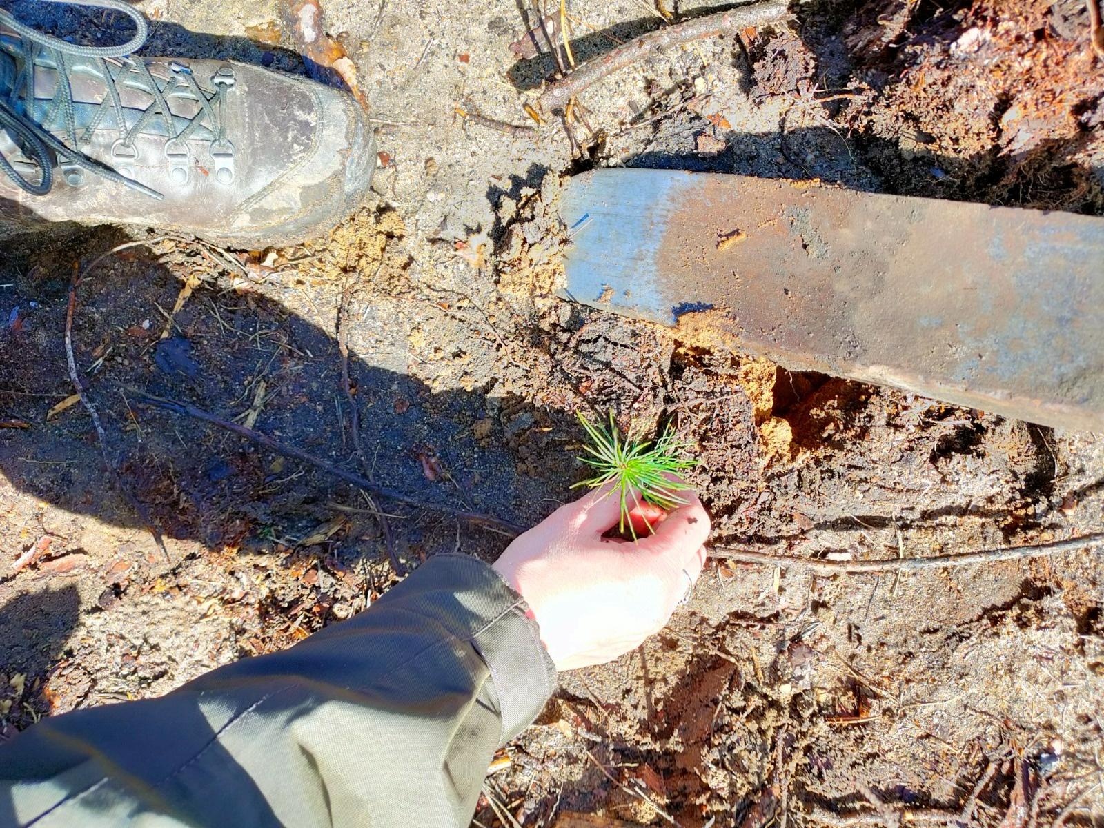 Zdjęcie w galerii na portalu naszwodzislaw.com: Lasy na nowe 100-lecie – leśnicy sadzą pół miliarda drzew rocznie wiadomości z regionu