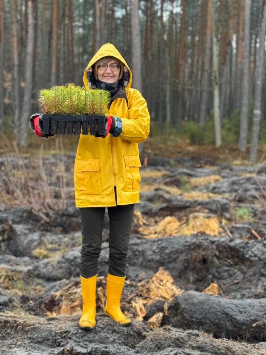 Zdjęcie w galerii na portalu naszwodzislaw.com: Lasy na nowe 100-lecie – leśnicy sadzą pół miliarda drzew rocznie wiadomości z regionu
