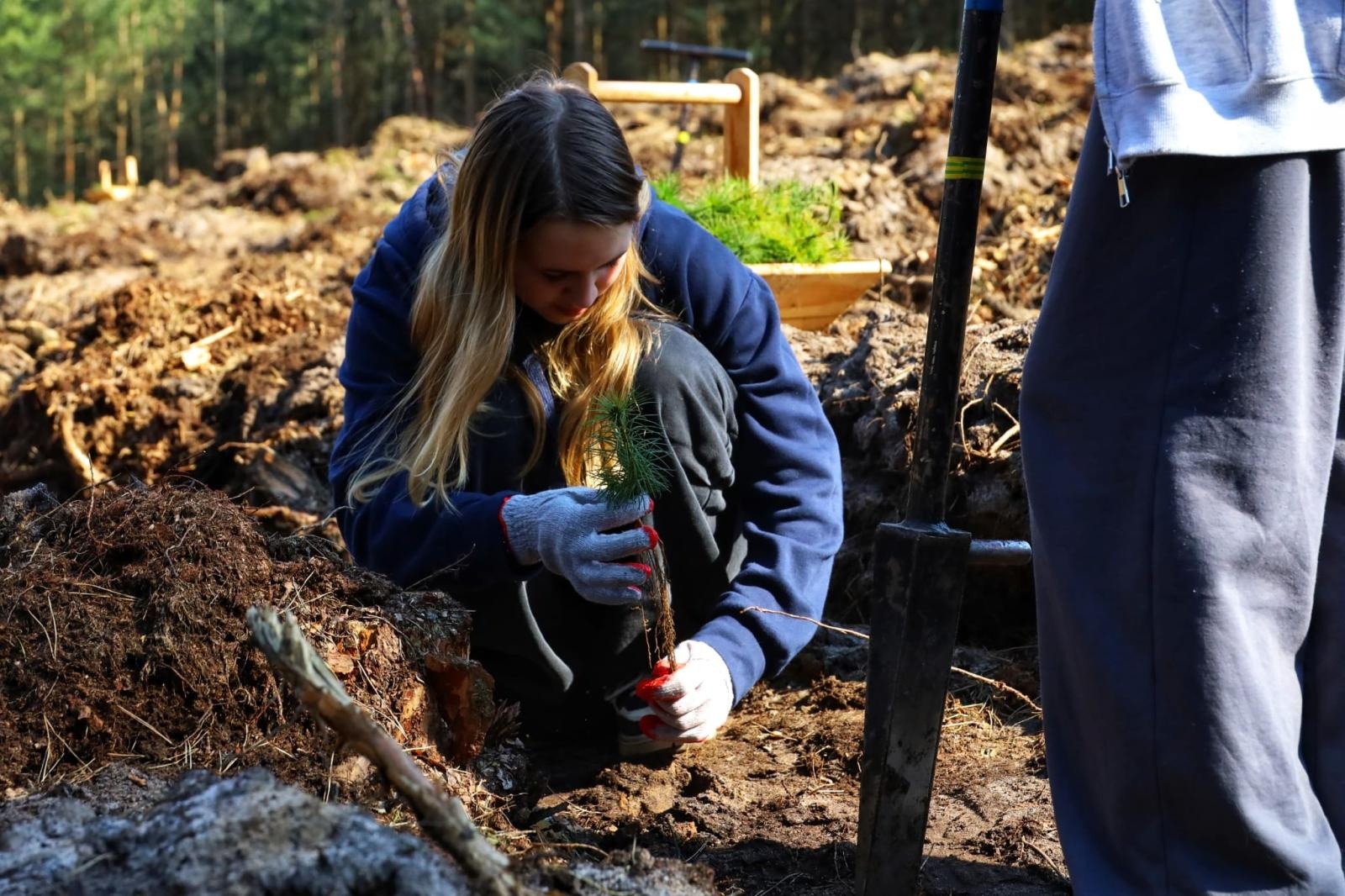Zdjęcie w galerii na portalu naszwodzislaw.com: Lasy na nowe 100-lecie – leśnicy sadzą pół miliarda drzew rocznie wiadomości z regionu