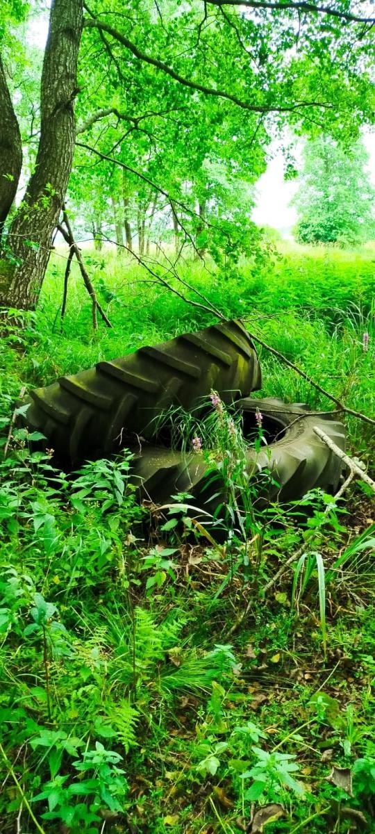 Zdjęcie w galerii na portalu naszwodzislaw.com: Śmieci w lasach - niekończąca się opowieść wiadomości z regionu