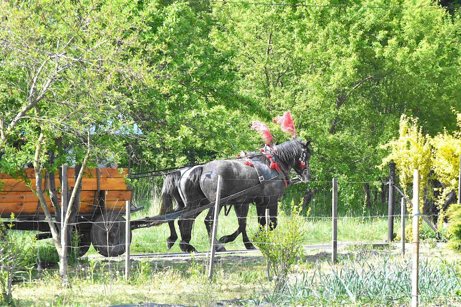 Zdjęcie w galerii na portalu naszwodzislaw.com: Maj w Gminie Godów rozpoczął się tradycyjną procesją konną wiadomości z regionu