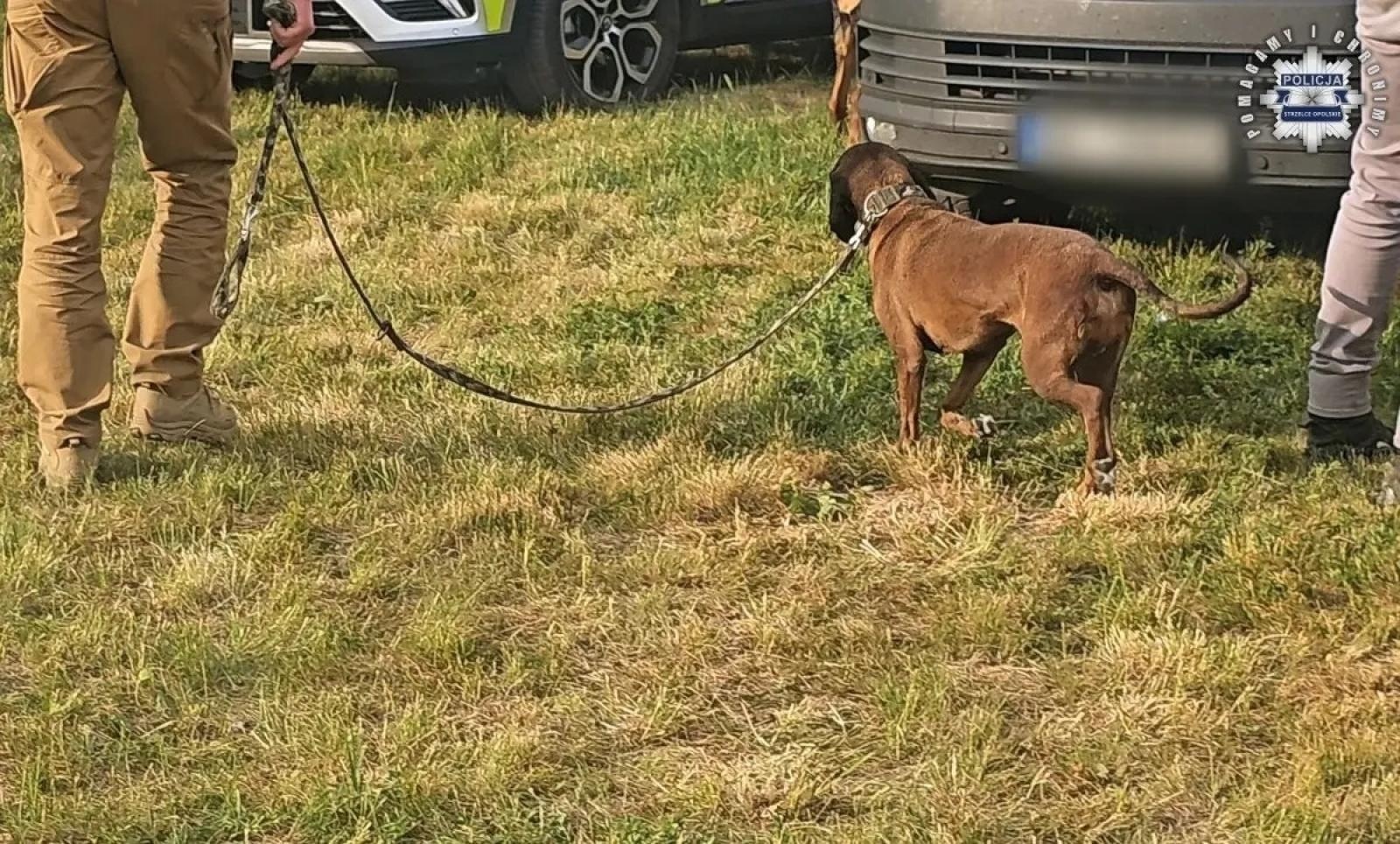 Zdjęcie w galerii na portalu naszwodzislaw.com: Zatrzymano 24-latka z Żor, u którego przebywała 11-letnia Patrycja wiadomości z regionu