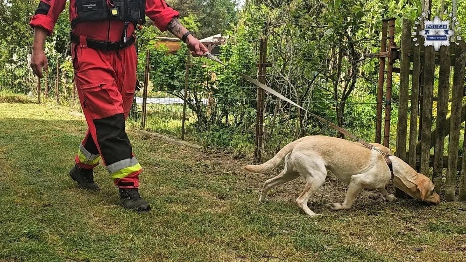 Zdjęcie w galerii na portalu naszwodzislaw.com: Zatrzymano 24-latka z Żor, u którego przebywała 11-letnia Patrycja wiadomości z regionu