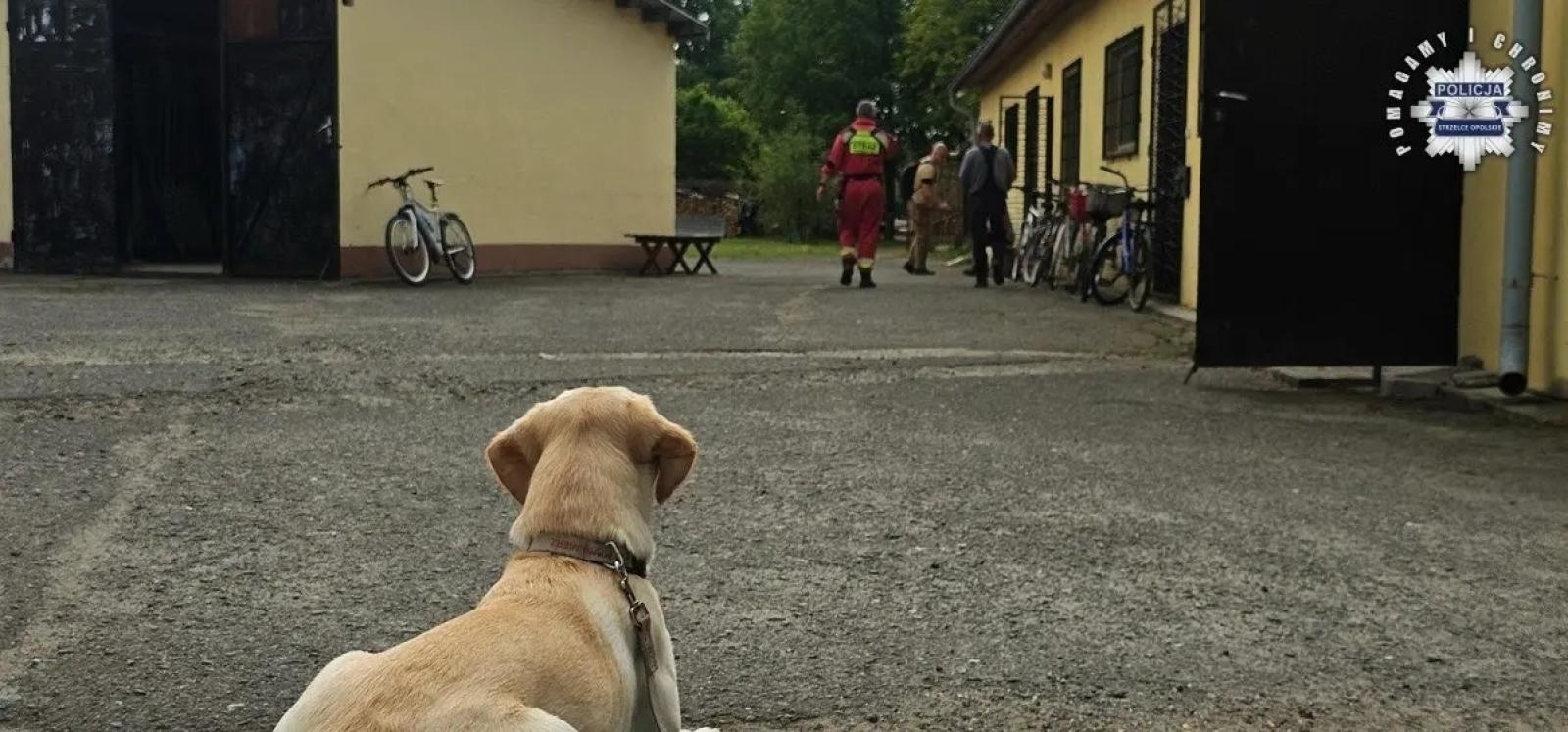 Zdjęcie w galerii na portalu naszwodzislaw.com: Zatrzymano 24-latka z Żor, u którego przebywała 11-letnia Patrycja wiadomości z regionu