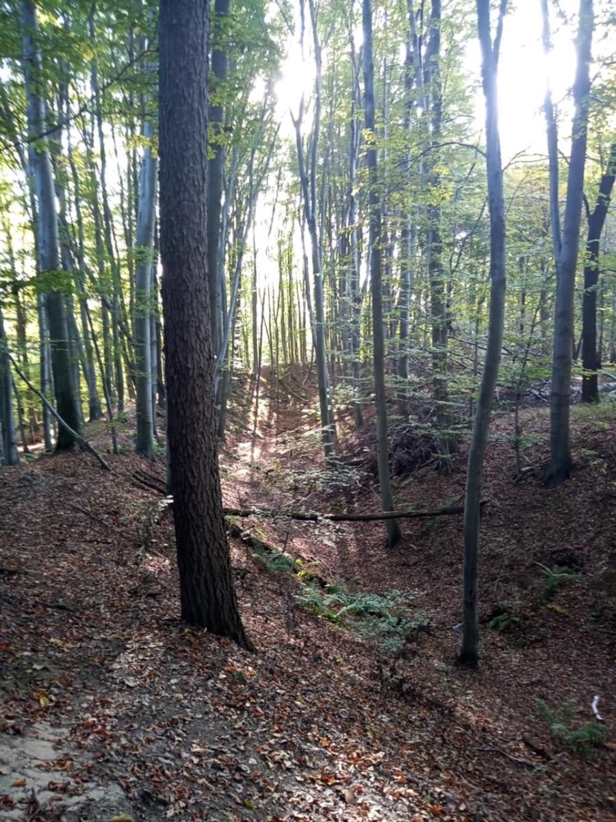 Zdjęcie w galerii na portalu naszwodzislaw.com: LIST DO REDAKCJI Lasy rudzkie kiedyś były cennymi płucami Śląska – co się z nimi dzieje? wiadomości z regionu