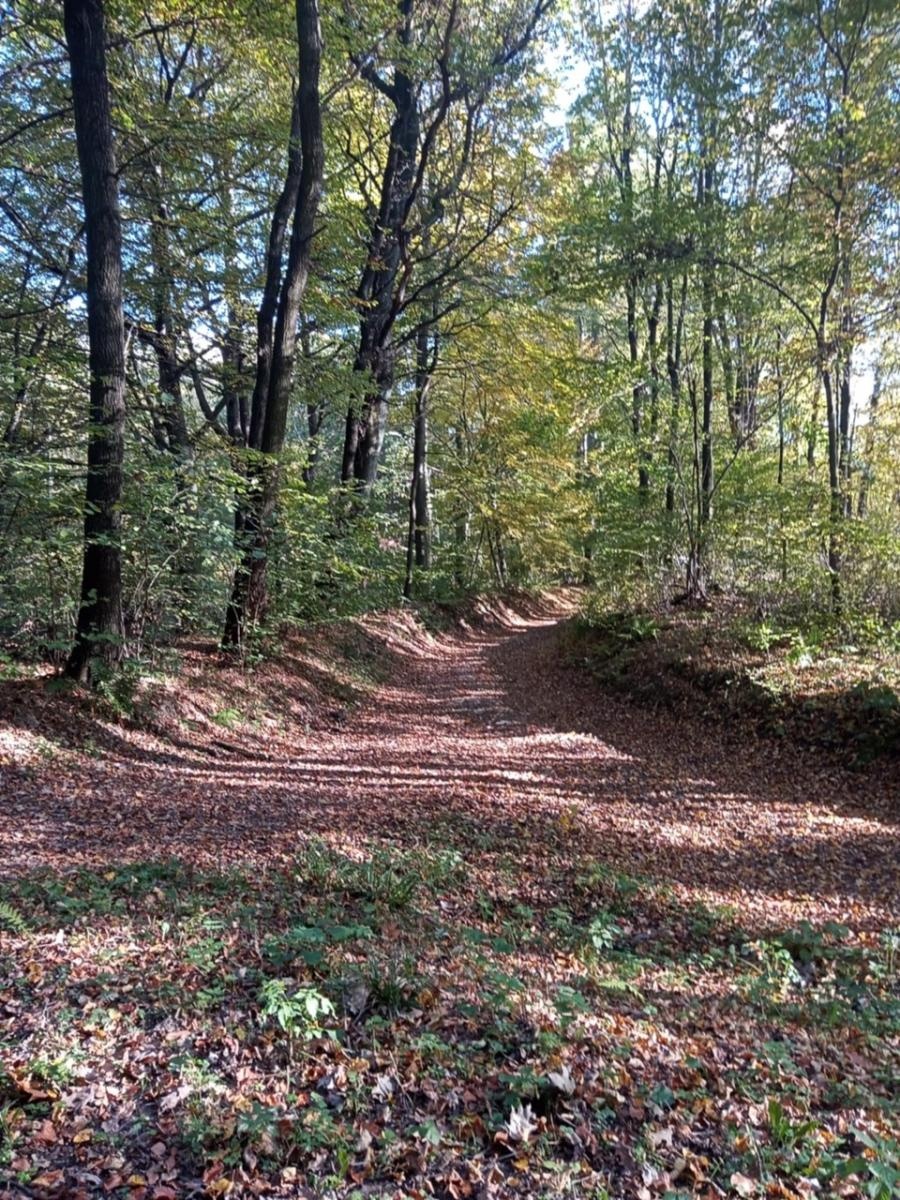 Zdjęcie w galerii na portalu naszwodzislaw.com: LIST DO REDAKCJI Lasy rudzkie kiedyś były cennymi płucami Śląska – co się z nimi dzieje? wiadomości z regionu