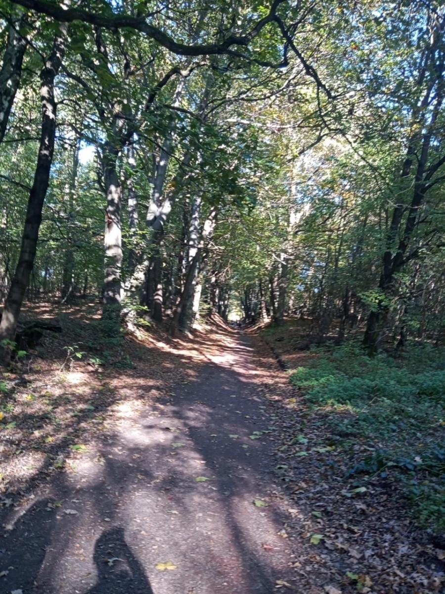 Zdjęcie w galerii na portalu naszwodzislaw.com: LIST DO REDAKCJI Lasy rudzkie kiedyś były cennymi płucami Śląska – co się z nimi dzieje? wiadomości z regionu