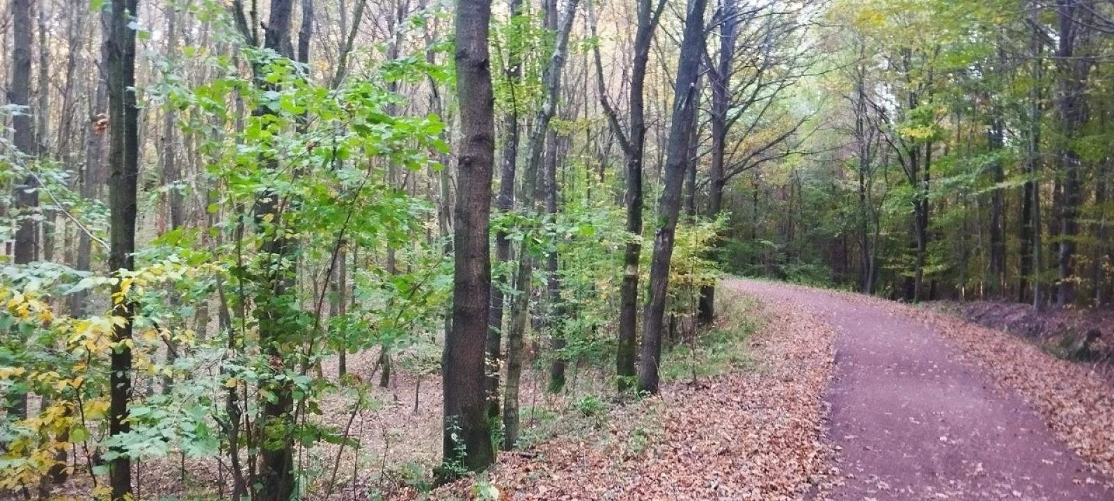 Zdjęcie w galerii na portalu naszwodzislaw.com: LIST DO REDAKCJI Lasy rudzkie kiedyś były cennymi płucami Śląska – co się z nimi dzieje? wiadomości z regionu