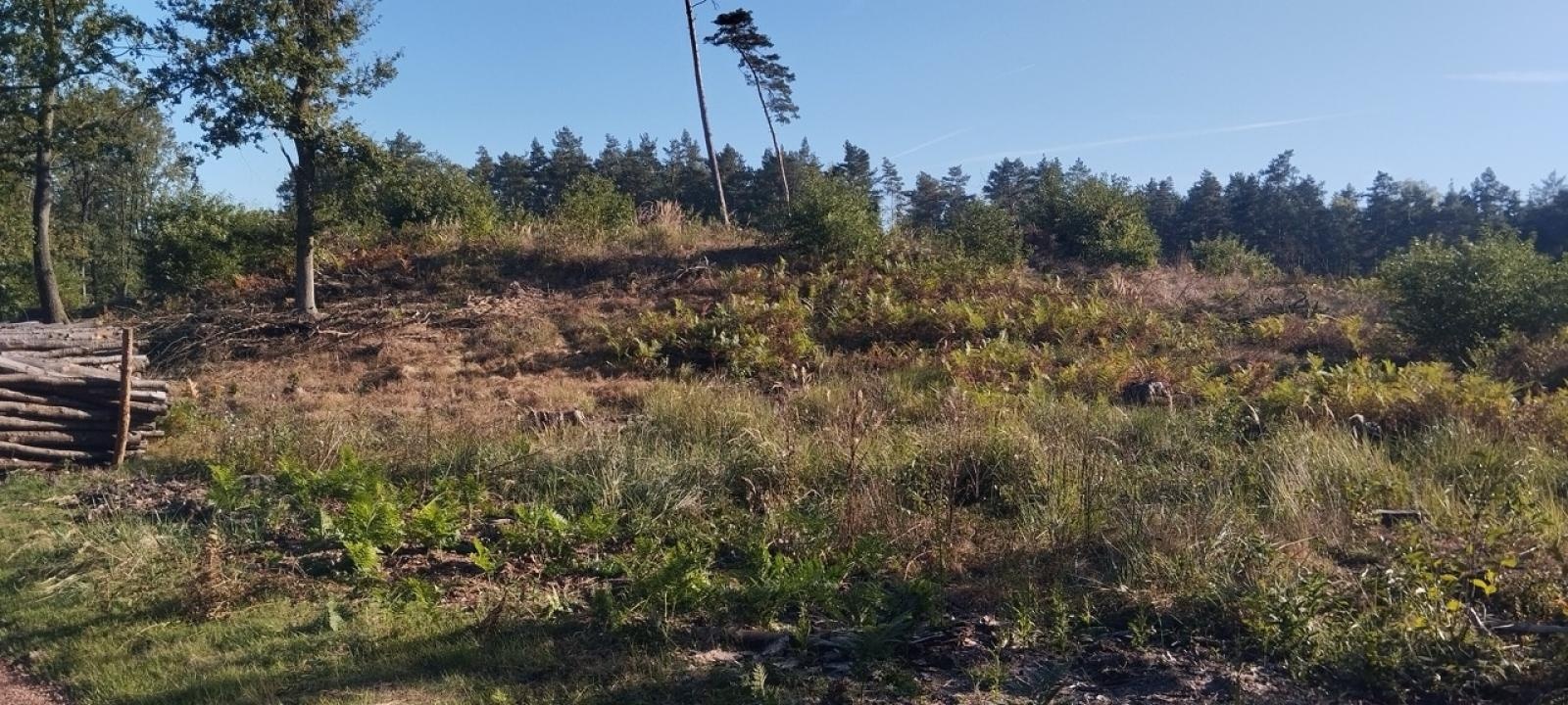 Zdjęcie w galerii na portalu naszwodzislaw.com: LIST DO REDAKCJI Lasy rudzkie kiedyś były cennymi płucami Śląska – co się z nimi dzieje? wiadomości z regionu