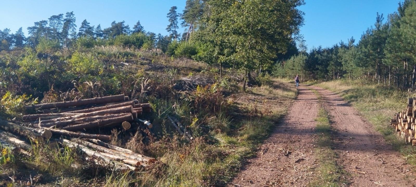 Zdjęcie w galerii na portalu naszwodzislaw.com: LIST DO REDAKCJI Lasy rudzkie kiedyś były cennymi płucami Śląska – co się z nimi dzieje? wiadomości z regionu