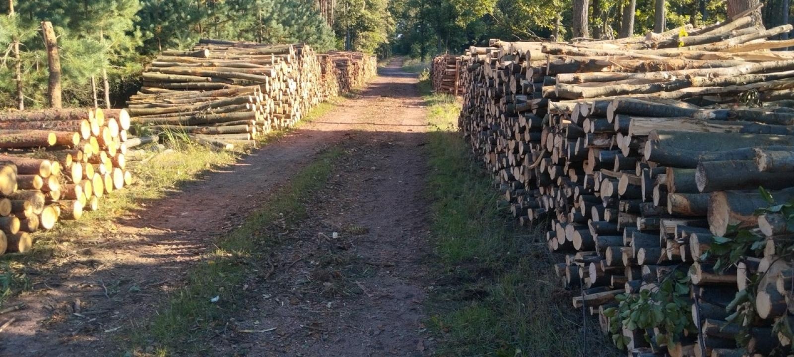 Zdjęcie w galerii na portalu naszwodzislaw.com: LIST DO REDAKCJI Lasy rudzkie kiedyś były cennymi płucami Śląska – co się z nimi dzieje? wiadomości z regionu