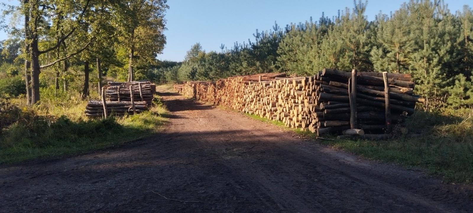 Zdjęcie w galerii na portalu naszwodzislaw.com: LIST DO REDAKCJI Lasy rudzkie kiedyś były cennymi płucami Śląska – co się z nimi dzieje? wiadomości z regionu