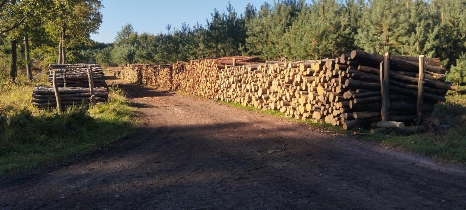 Zdjęcie w galerii na portalu naszwodzislaw.com: LIST DO REDAKCJI Lasy rudzkie kiedyś były cennymi płucami Śląska – co się z nimi dzieje? wiadomości z regionu