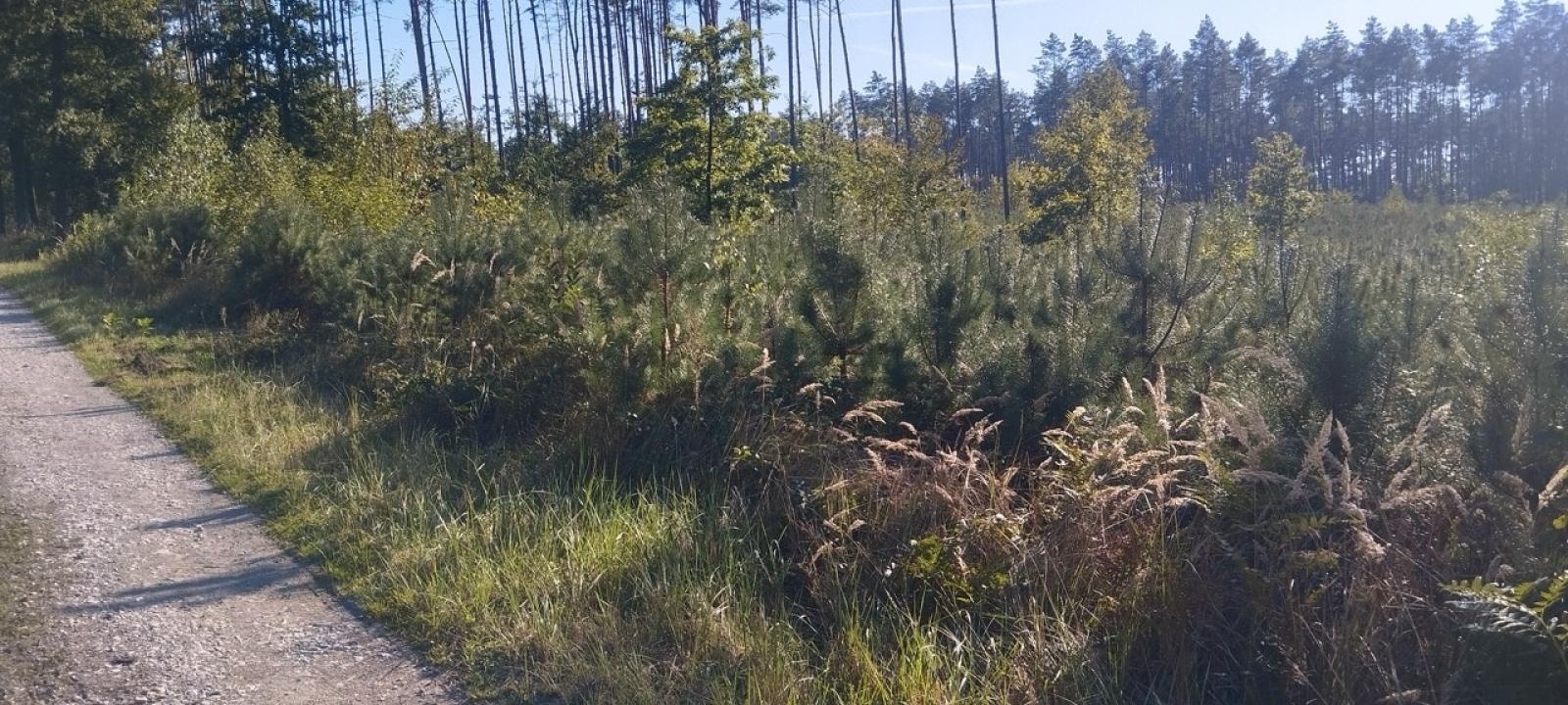 Zdjęcie w galerii na portalu naszwodzislaw.com: LIST DO REDAKCJI Lasy rudzkie kiedyś były cennymi płucami Śląska – co się z nimi dzieje? wiadomości z regionu