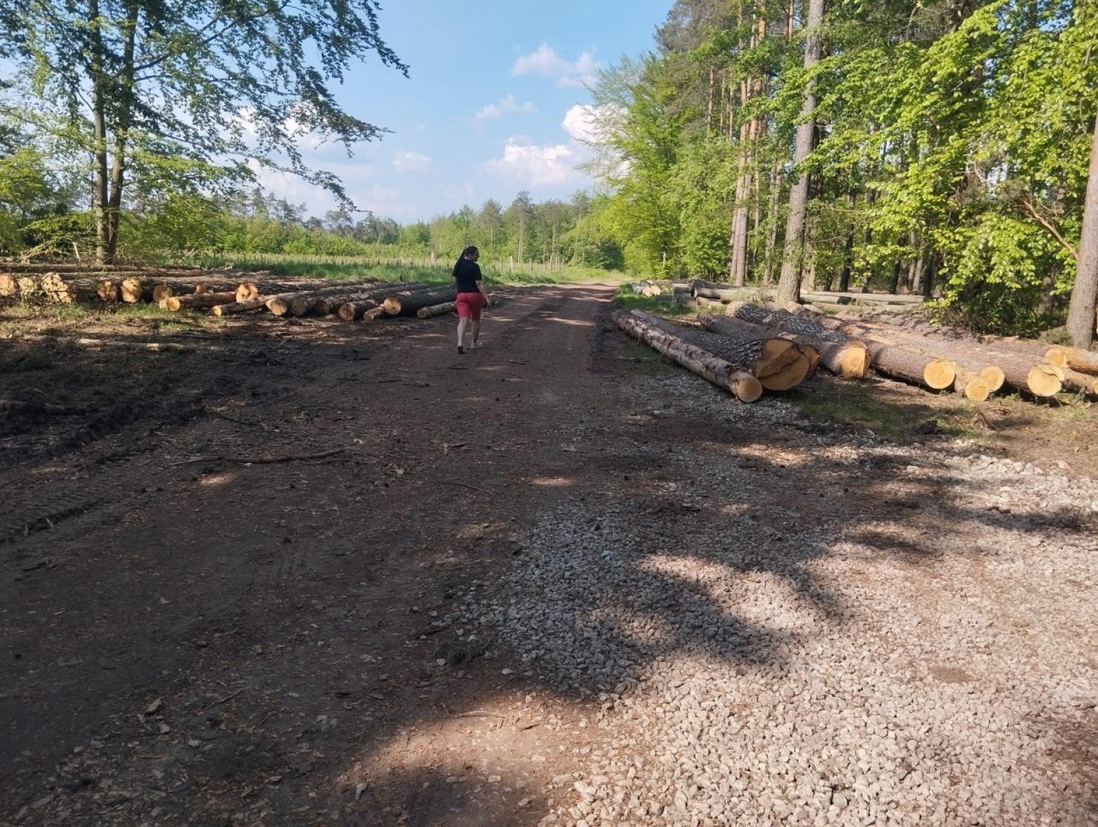 Zdjęcie w galerii na portalu naszwodzislaw.com: LIST DO REDAKCJI Lasy rudzkie kiedyś były cennymi płucami Śląska – co się z nimi dzieje? wiadomości z regionu