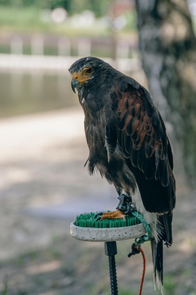 Zdjęcie w galerii na portalu naszwodzislaw.com: Zielony szlak pełen wyzwań. Wodzisławski Eko-Rajd za nami [FOTO] wiadomości z regionu