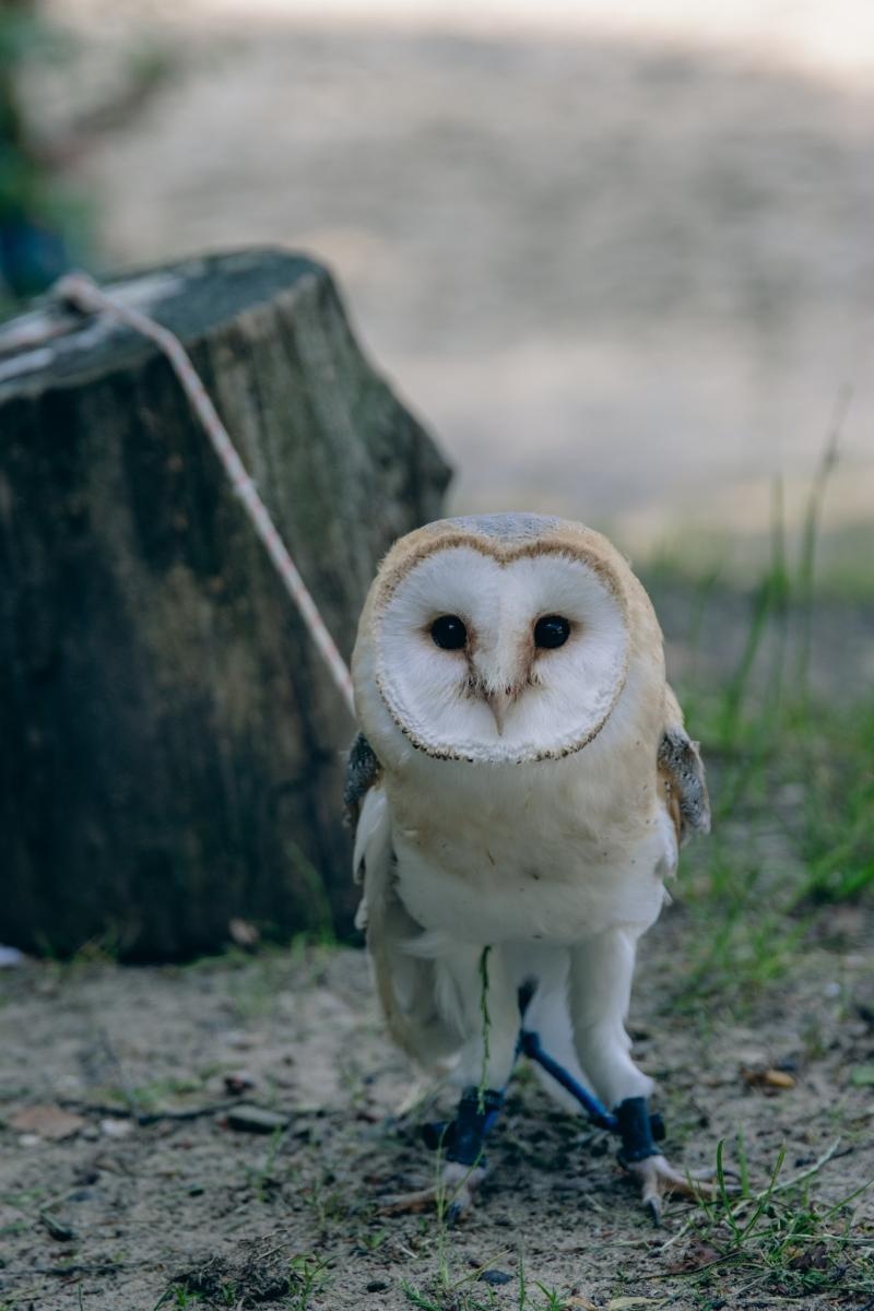 Zdjęcie w galerii na portalu naszwodzislaw.com: Zielony szlak pełen wyzwań. Wodzisławski Eko-Rajd za nami [FOTO] wiadomości z regionu