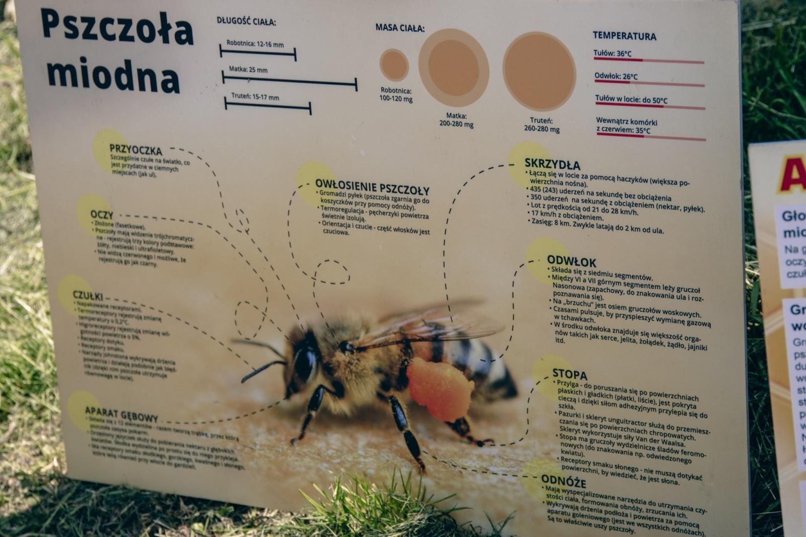 Zdjęcie w galerii na portalu naszwodzislaw.com: Zielony szlak pełen wyzwań. Wodzisławski Eko-Rajd za nami [FOTO] wiadomości z regionu